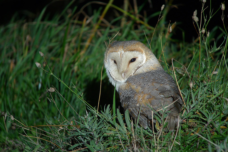 Barbagianni in Digiscoping